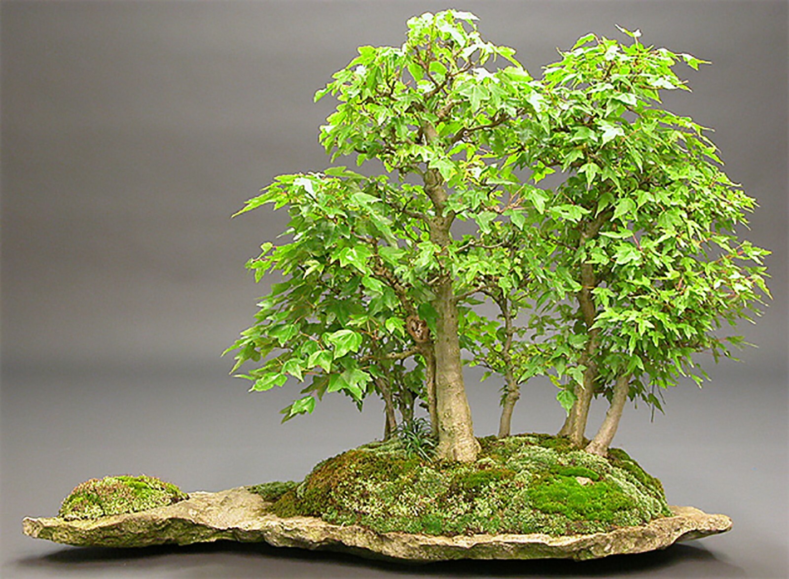 Trident Maple, Acer buergerianum, Tree Seeds
