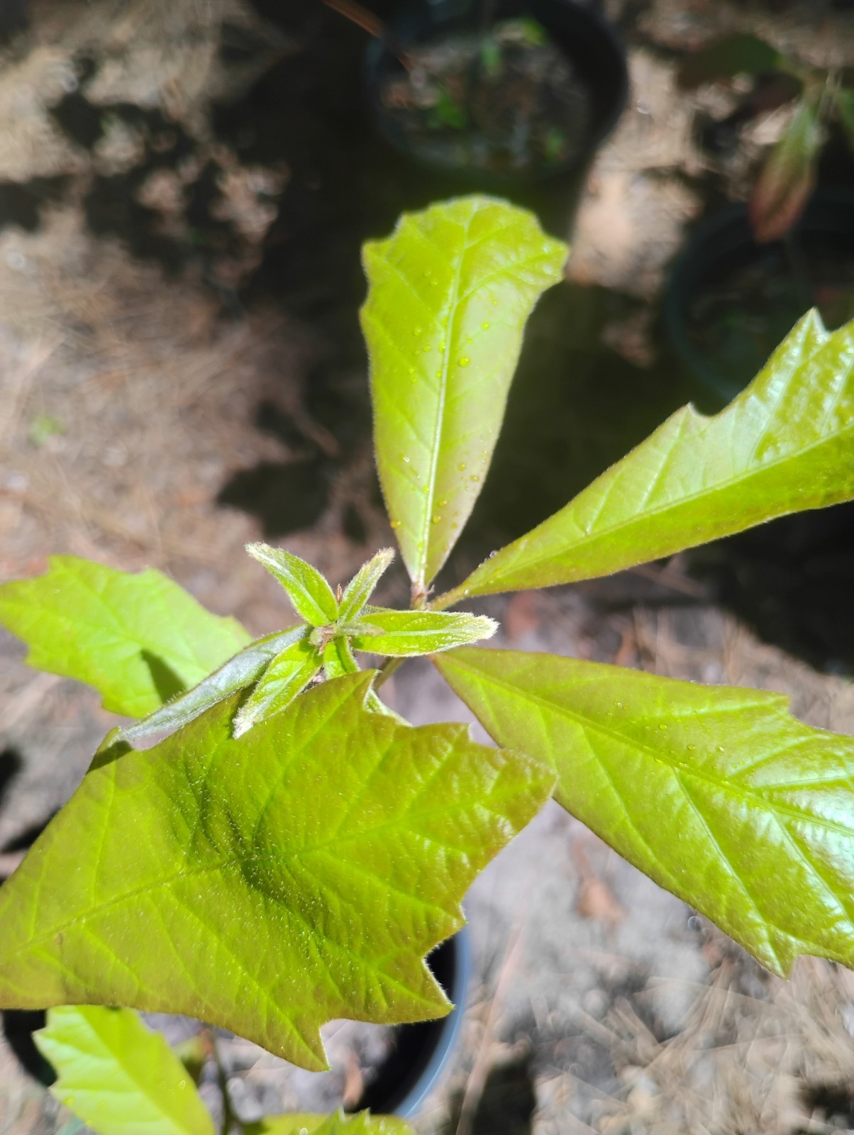 Swamp White Oak Tree, 1 Gallon Pot.