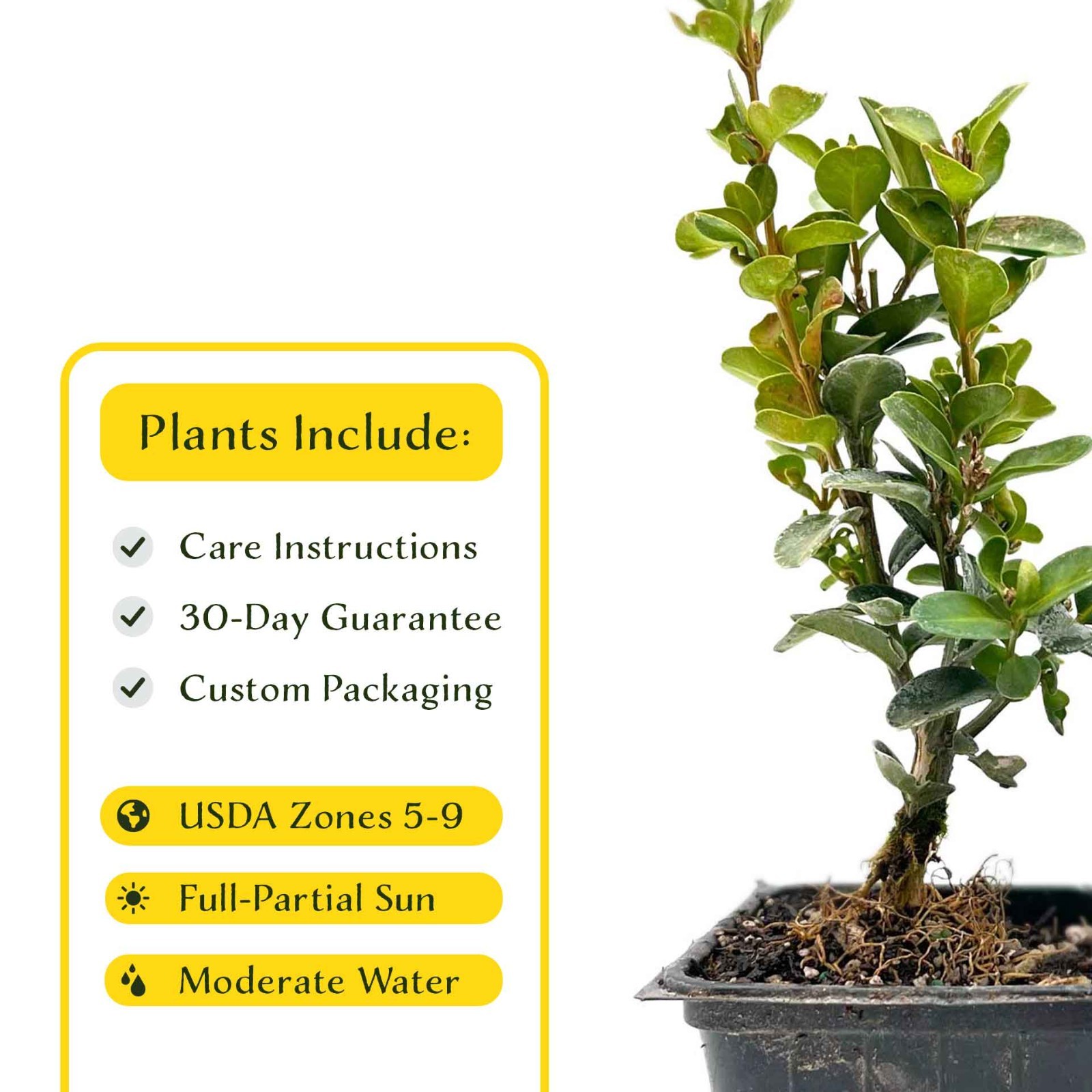 2 Highlander Boxwood Plants in 3.5″ Cube | Dense Evergreen Privacy Shrub (Buxus)