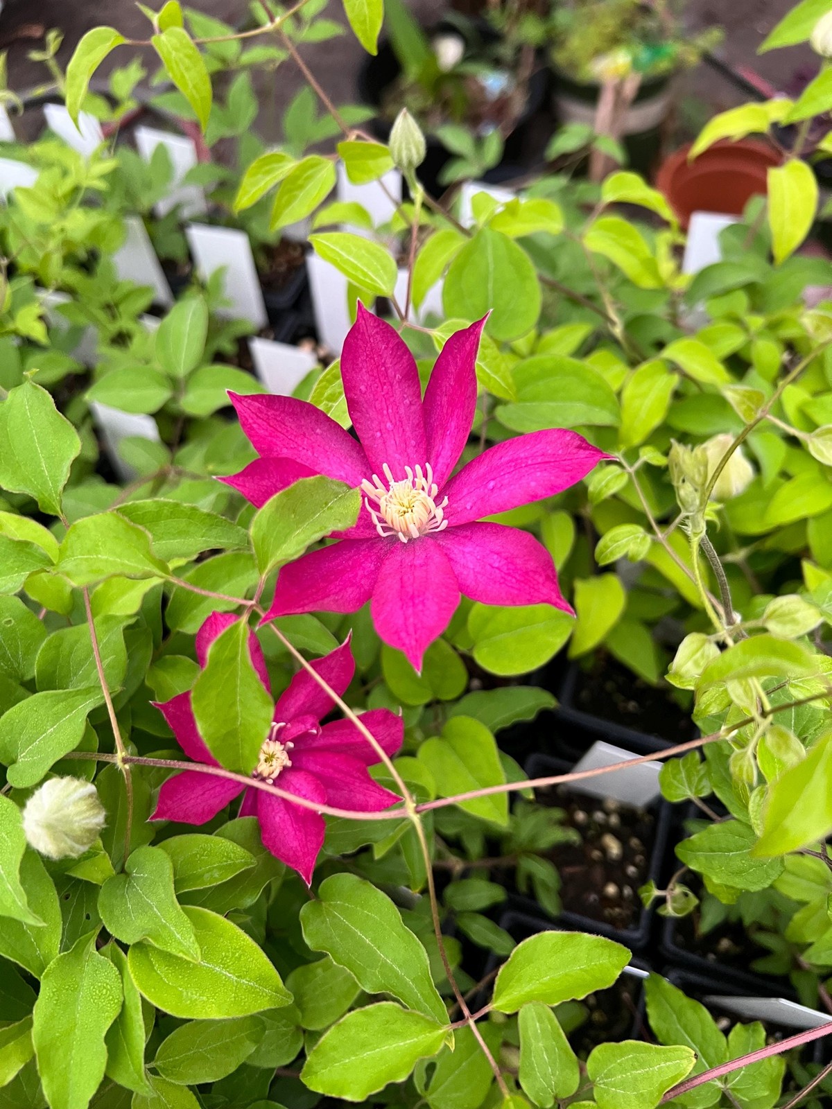 1 “Pink Champagne” Clematis Starter Plant (Not Seeds) – US Seller