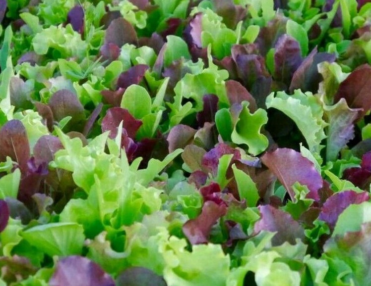 MESCLUN MIX SEEDS 500+ lettuce KALE tatsoi Healthy GARDEN greens FREE SHIPPING