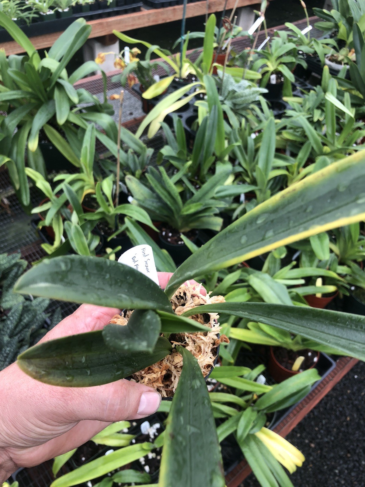 Masdevallia Sorcerer ‘Red Moon’ Easy Grower Great Color