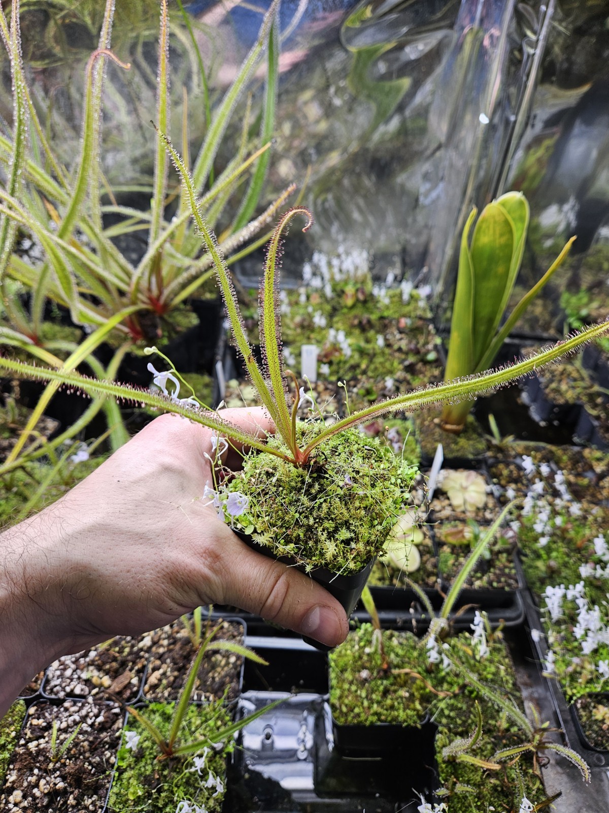 Drosera Regia Tray 2 Plant 12 (Mother Plant Pictured, You Will Receive Pic 2)