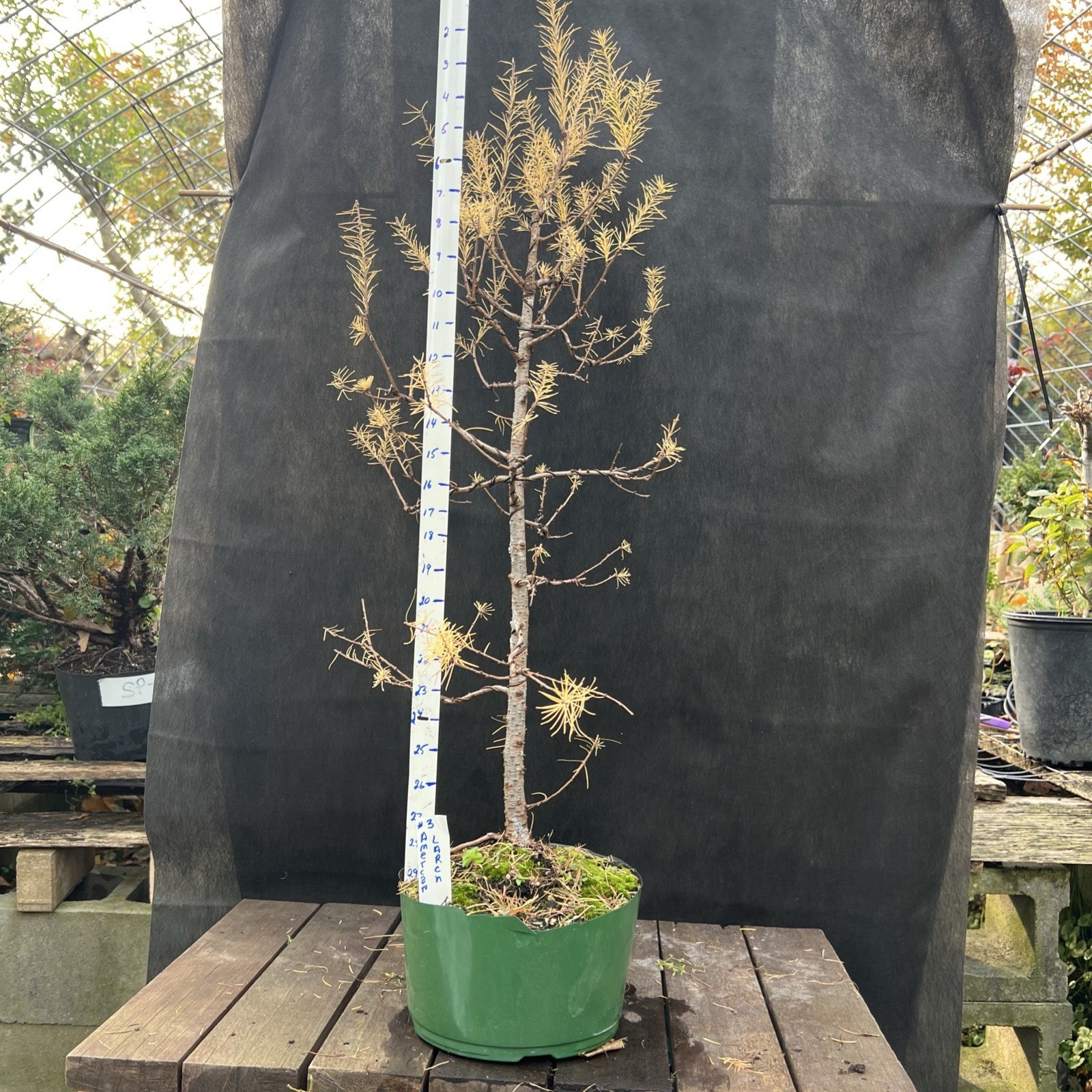 American Larch ￼ Collected Pre-Bonsai Material ￼ 30 ” tall from top 36″ Total