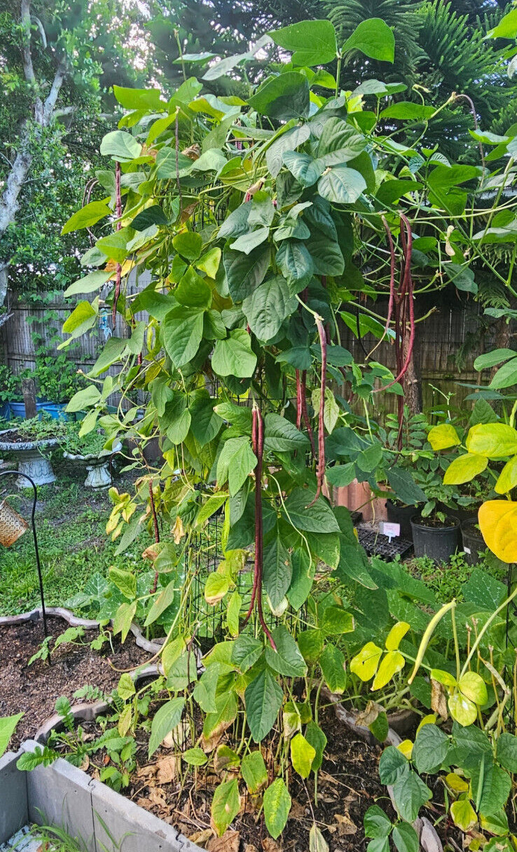 Oriental Red Noodle Bean / Red Yardlong Seeds (25) / ORGANIC / FLORIDA GROWN