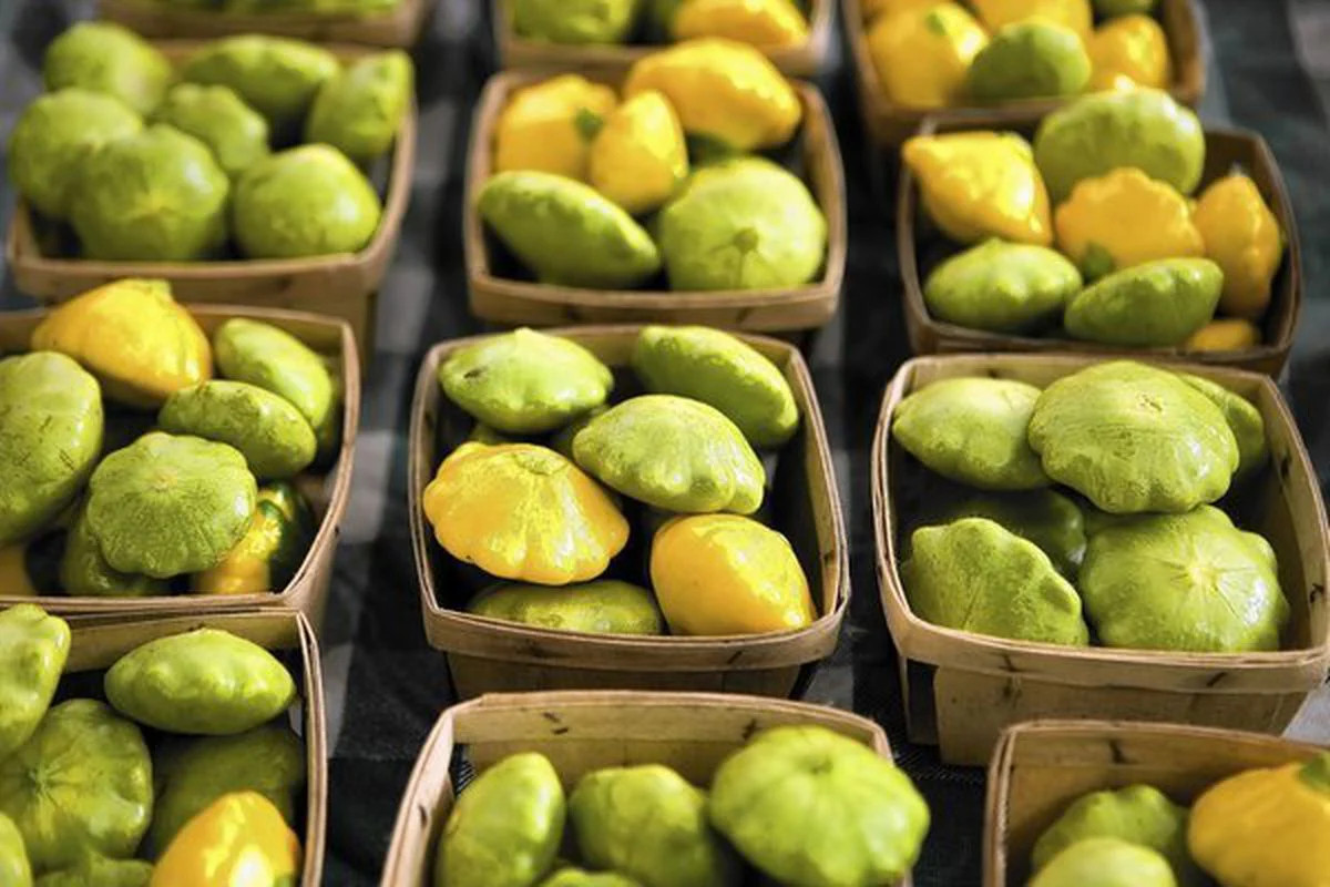 Benning’s Green Tint Patty Pan Seeds | Bush Scallop Squash Vegetable Seed 2024