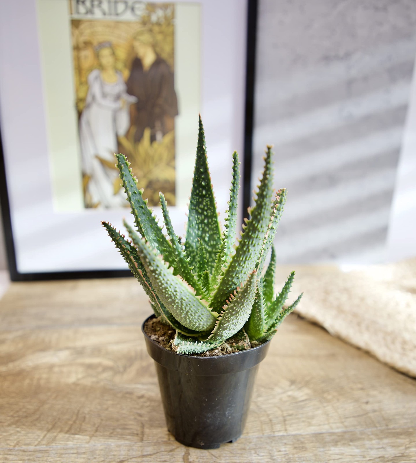 Live Aloe Plant Succulents (3 Pack), Succulents Plants Live in Potting Soil, …