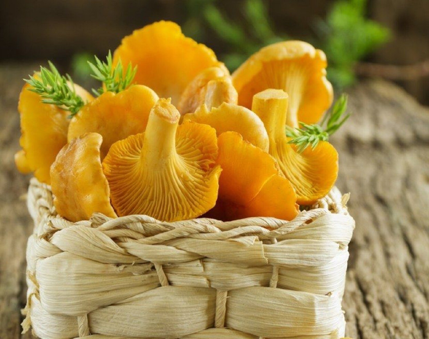 Seeds Mushroom Chanterelle Yellow Mycelium Spawn Spores Organic Ukraine