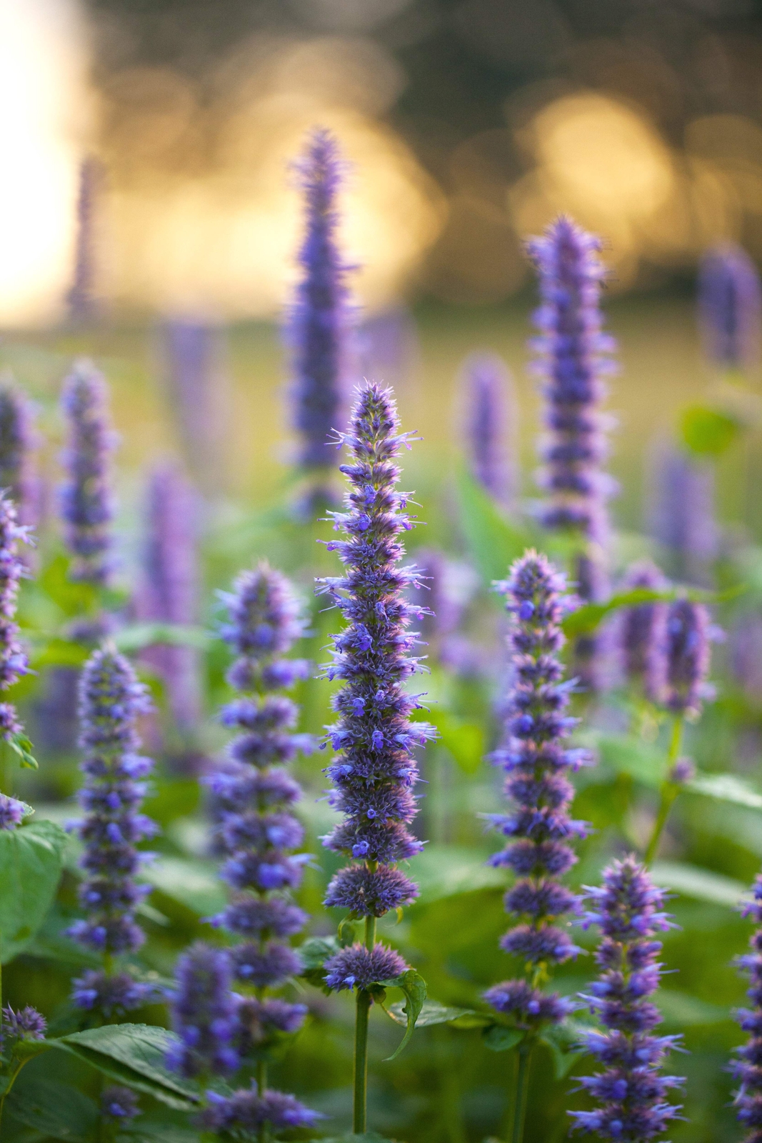 500 PURPLE ANISE HYSSOP Blue Giant Licorice Mint Agastache Foeniculum Herb Seeds