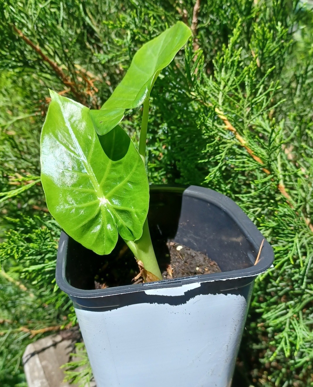 BORNEO GIANT Huge ELEPHANT EAR Alocasia Macrorrhiza 1-yr plant!!
