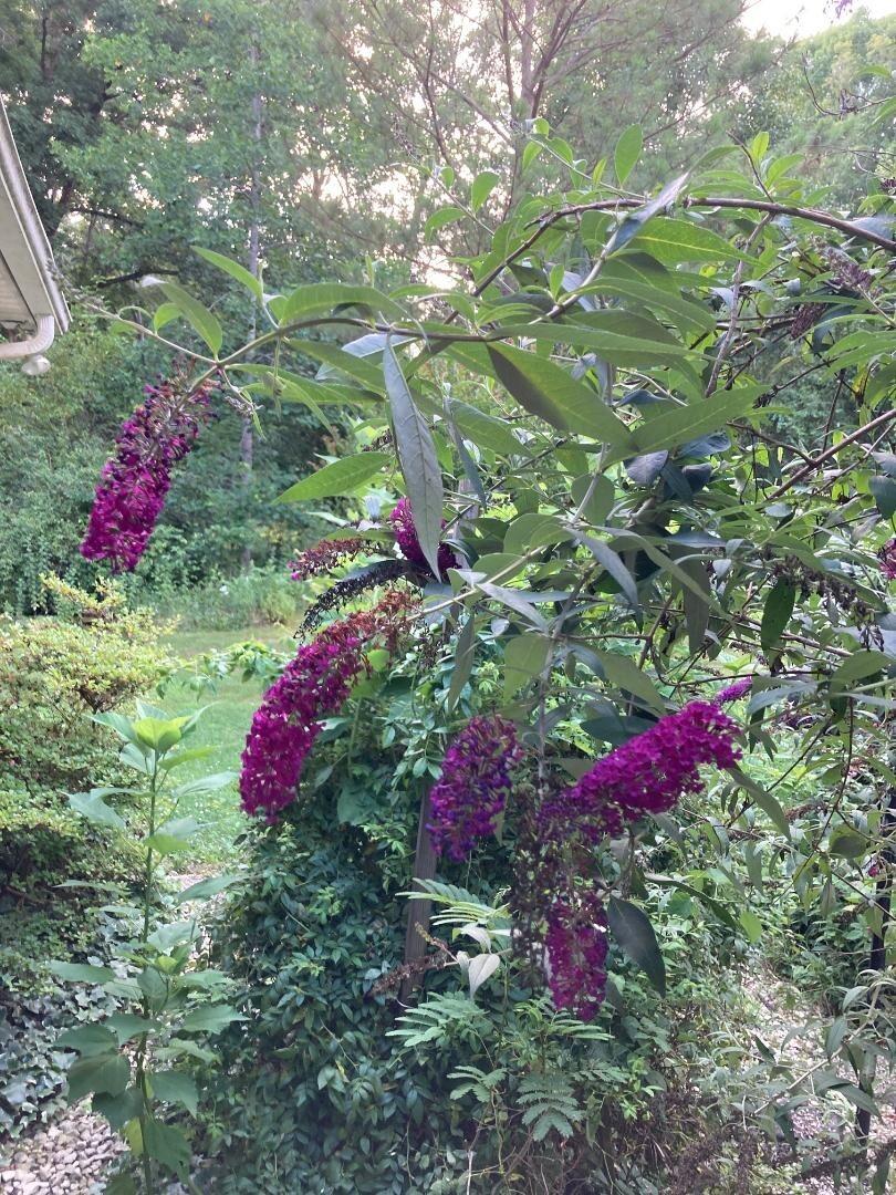 Fushia Red Butterfly Bush Shrub 500 + Seeds USA Home Grown Seller
