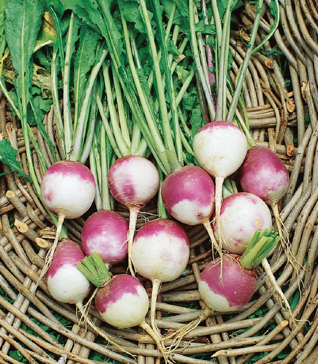 TURNIP*PURPLE TOP WHITE GLOBE * 200 SEEDS * 4-6 inch * WHITE FLESH* GREAT GREENS