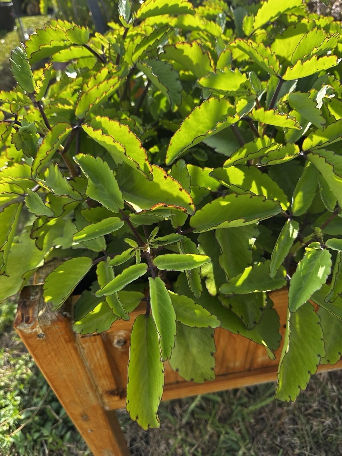 Kalanchoe Pinnata Kalanchoe Plant 6-10″ Tall, Miracle Leaf Mother of Thousand