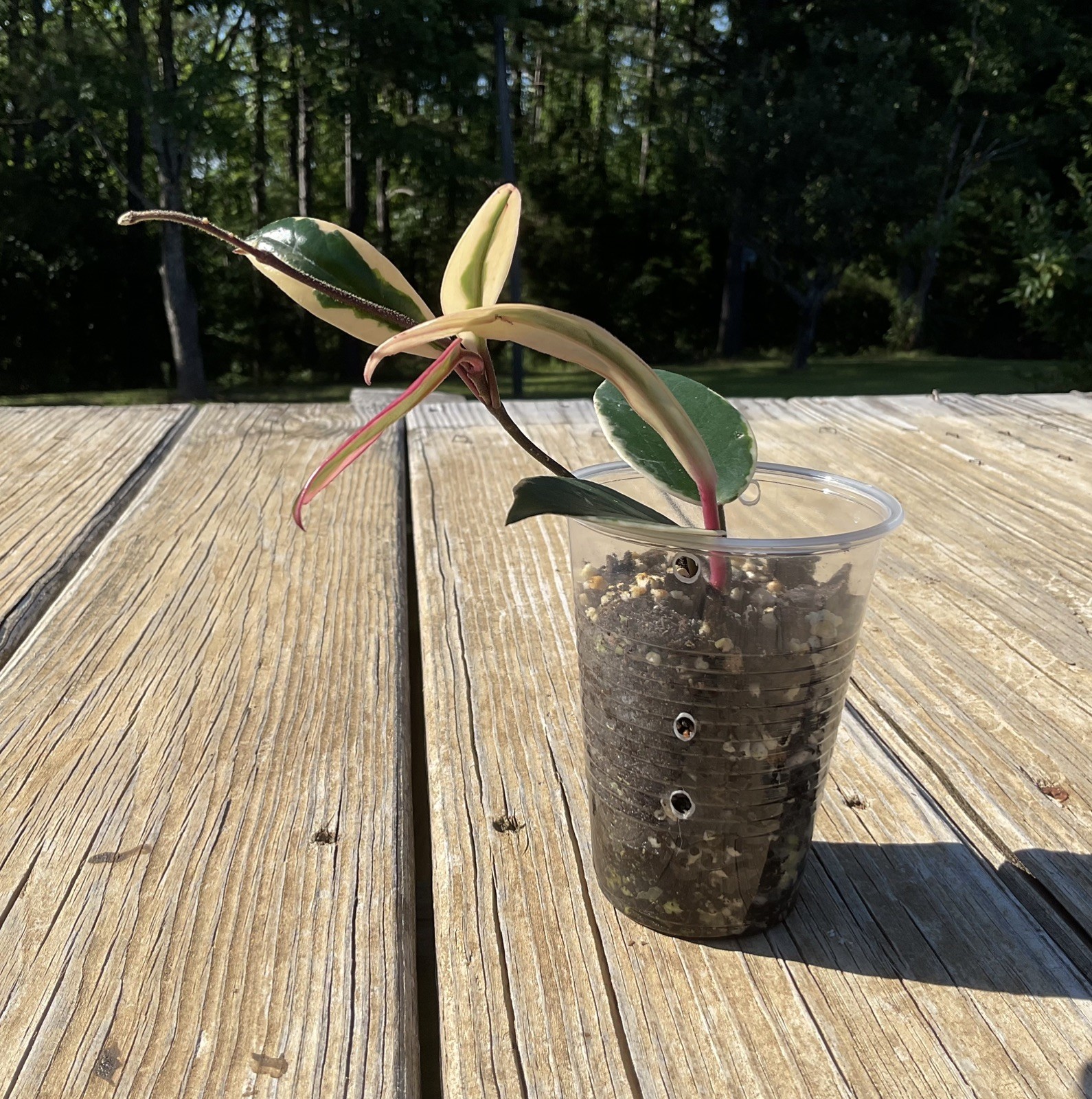 Hoya Flamingo Dream Plant In 3” Pot