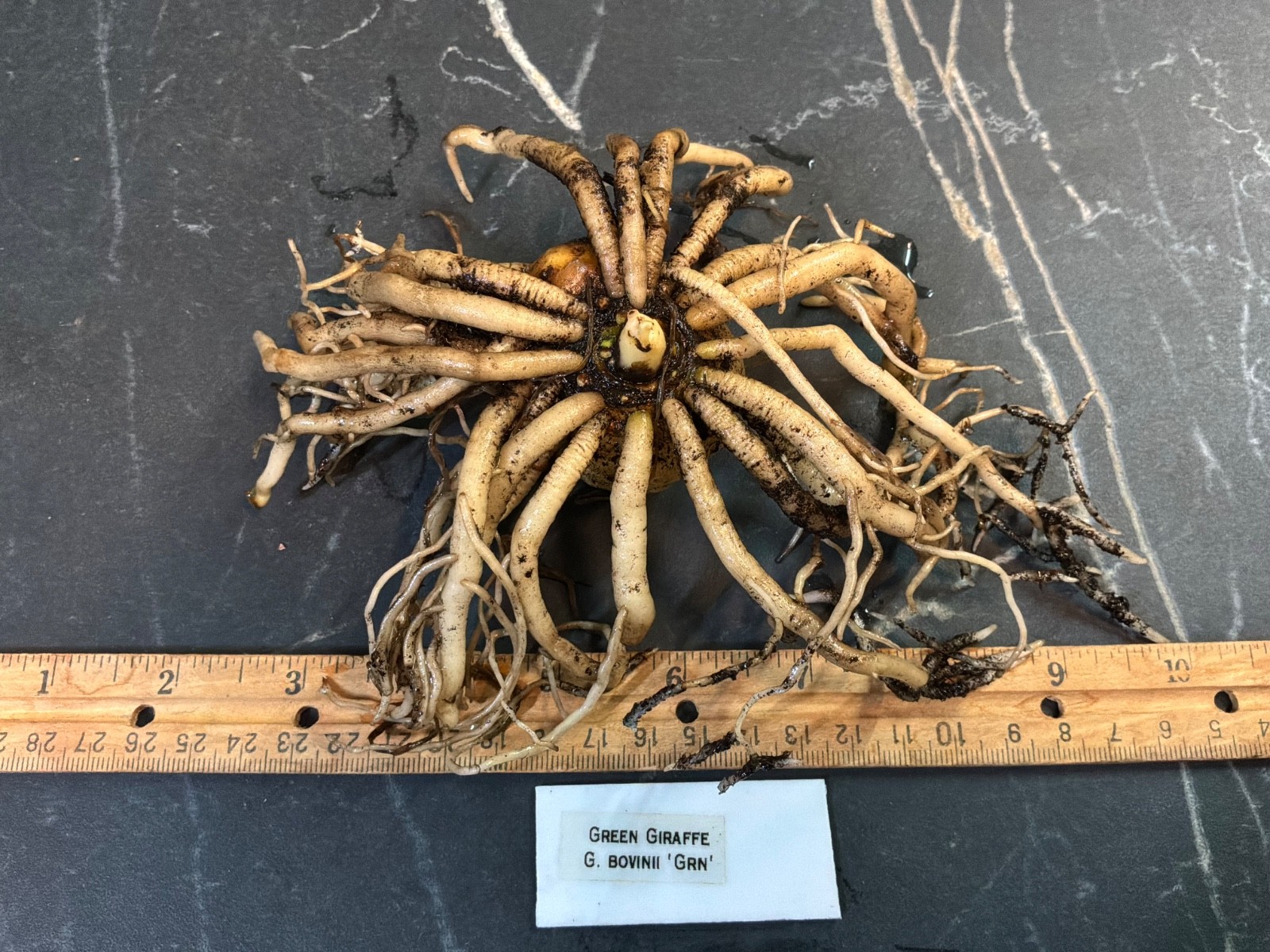 Gonatopus boivinii GREEN Form 1.5 YO Tuber Tropical Rare Plant Aroid Bulb Flower