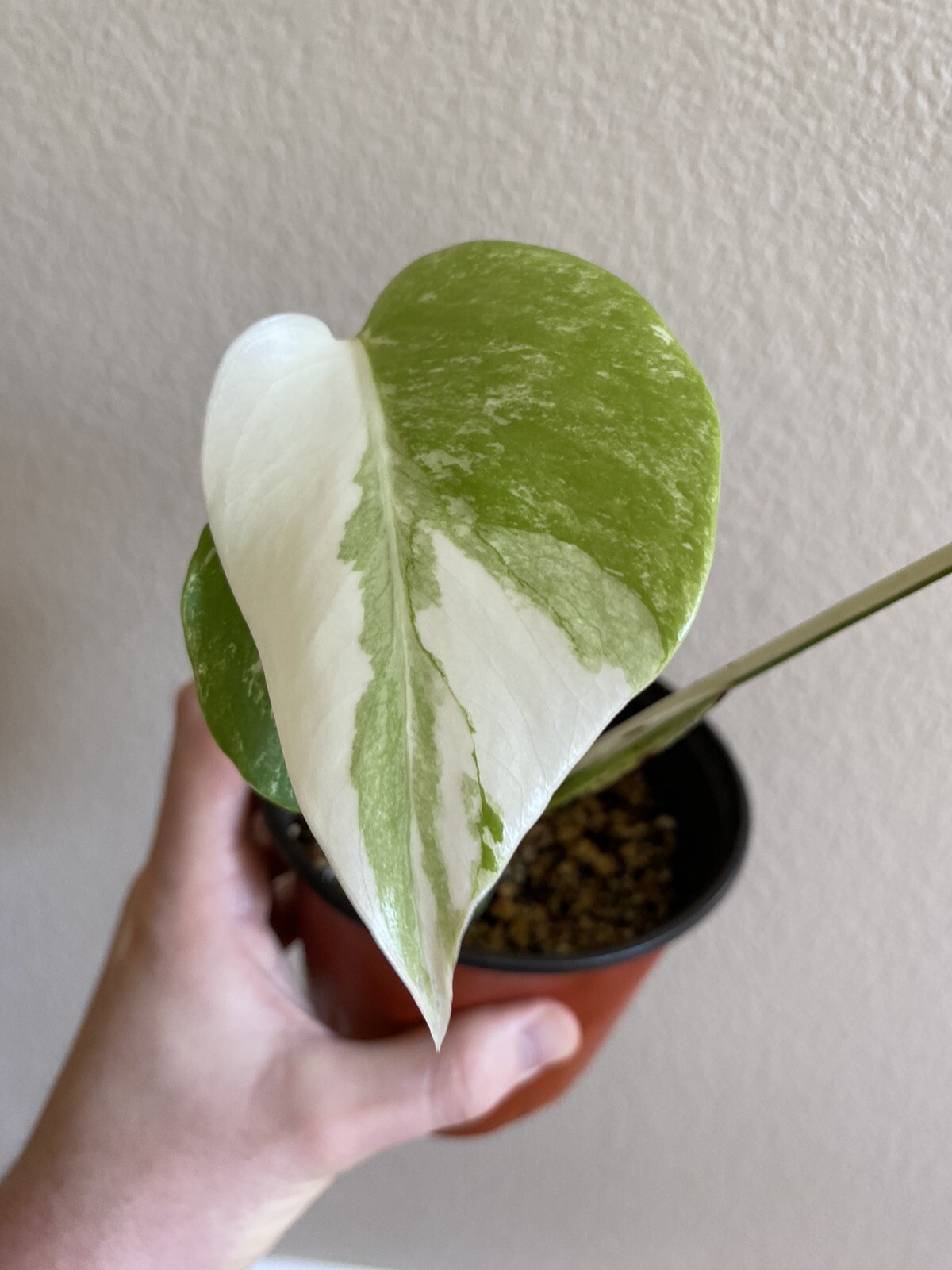Variegated Monstera Albo Borsigiana – See Description – Available: A, B, D, E