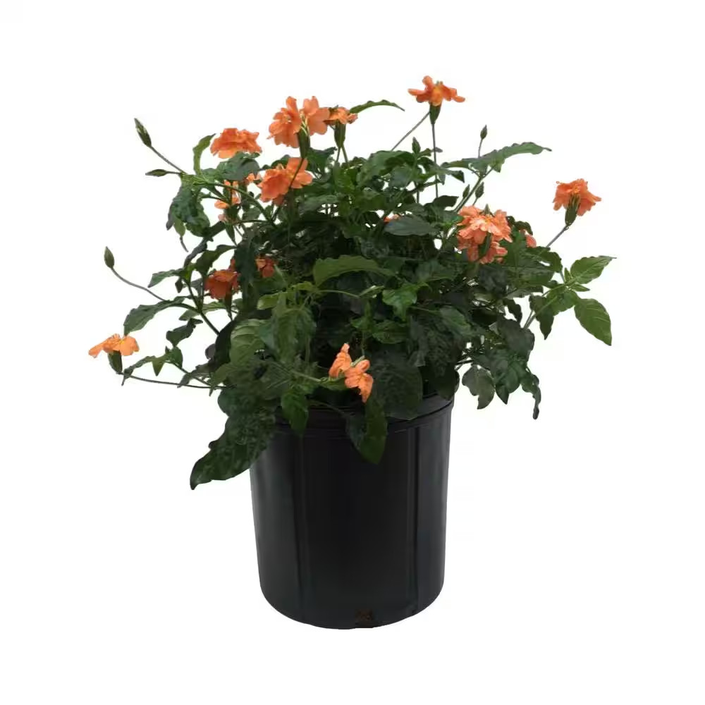 2.5 Qt. Crossandra Orange Plant in Grower’S Pot (2-Packs)
