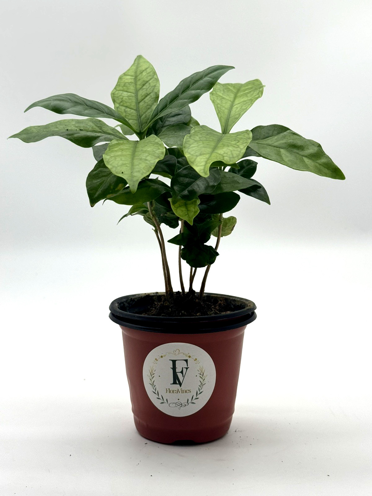 Coffee Plant Live Coffea Arabica 4in Pot Tropical Indoor Houseplant