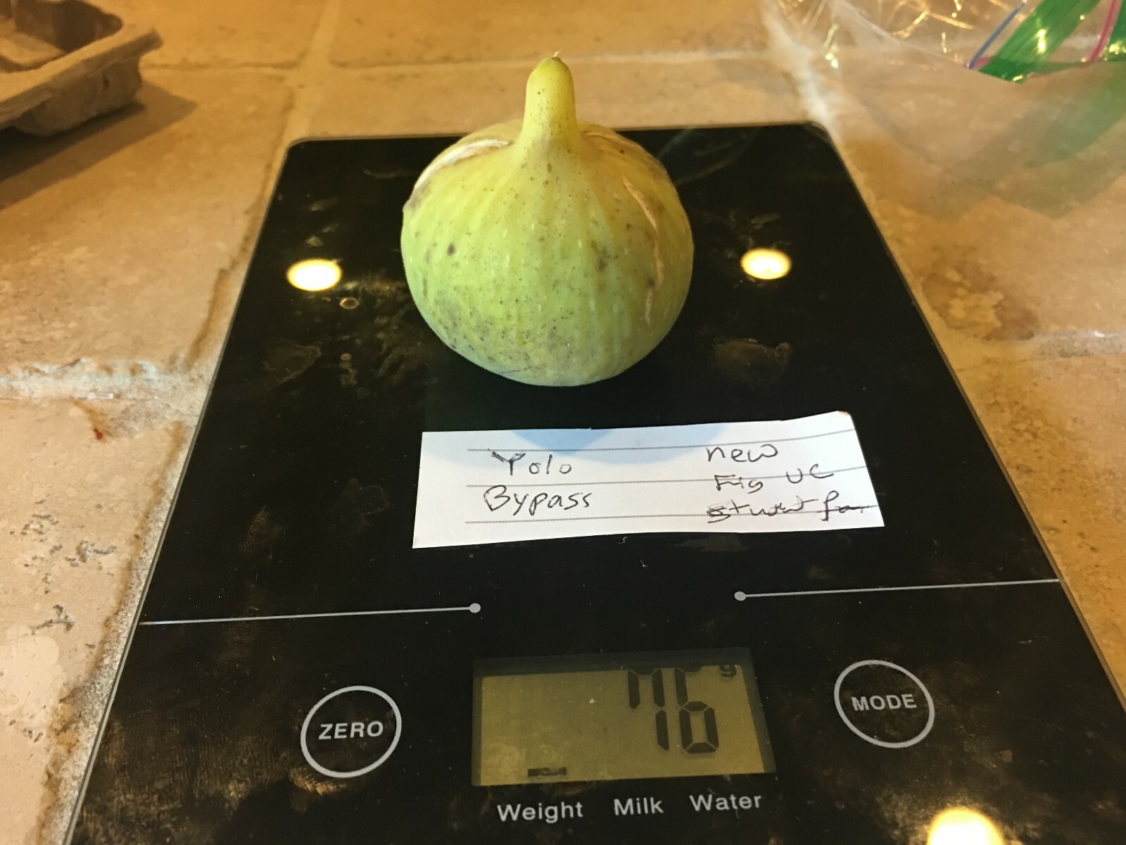 Yolo Bypass Fig (TP-FG-0004) (Two cuttings)