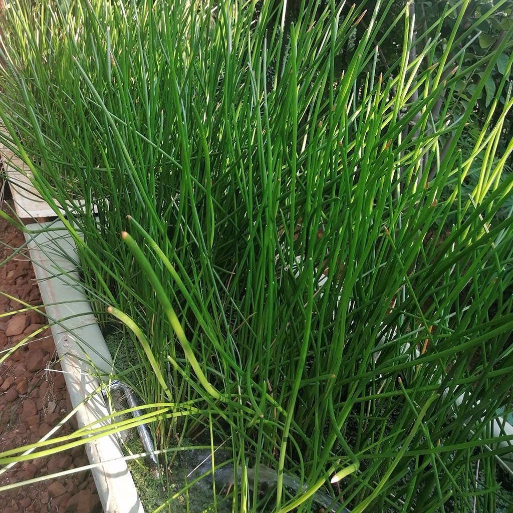 Water Chestnut With Pot Eleocharis Dulcis Ready to Plant
