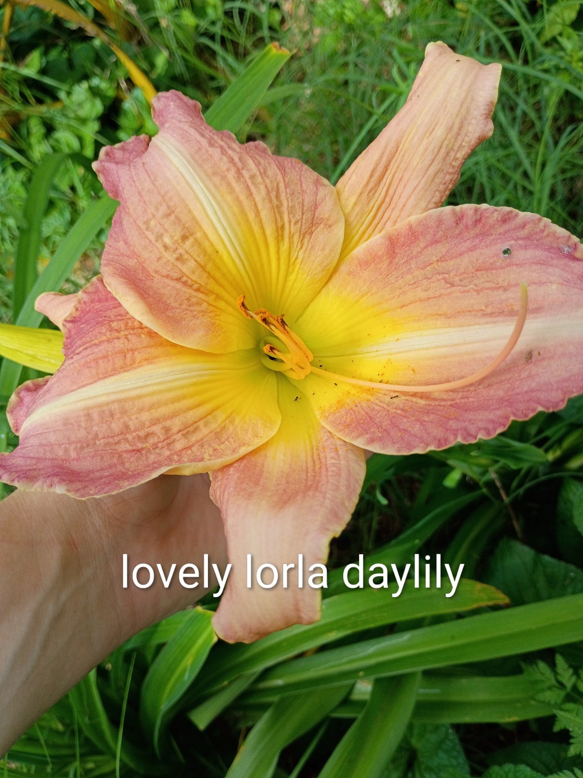 Assorted Daylilies, Many Different Colors, perennials return every year (1 Root)