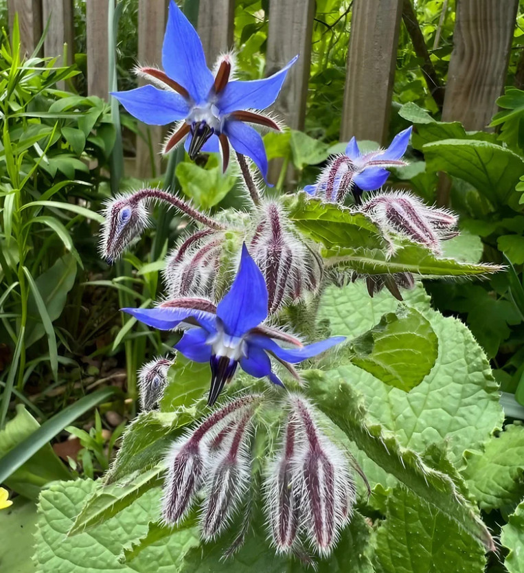 Blue Borage Live Plant – 2-5″ Tall – Borago officinalis – Edible Flower Herb
