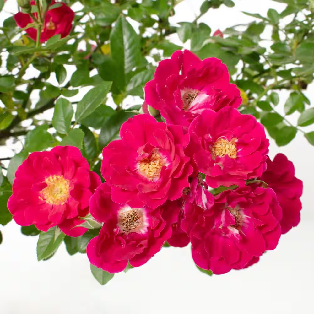 2 Gal. Rose Pink Crush with Pink Flowers