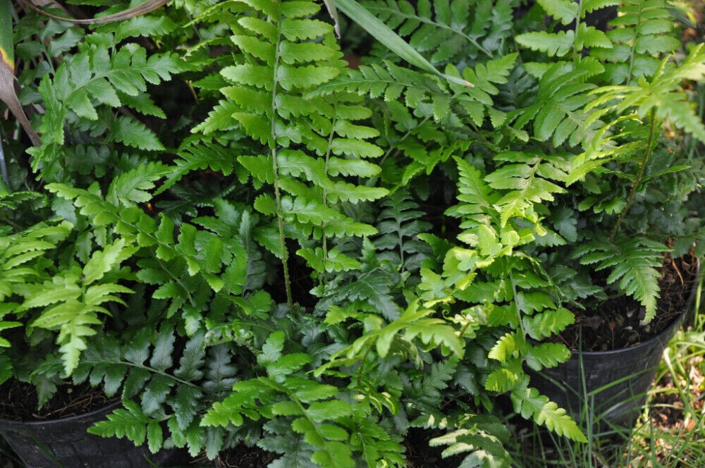 Southern Shield Fern 25 Plants in 3-1/2 inch Pots