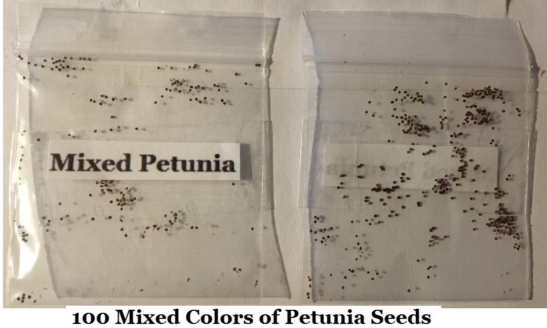 Mixed Petunia 100 Seeds USA Seller Home Grown