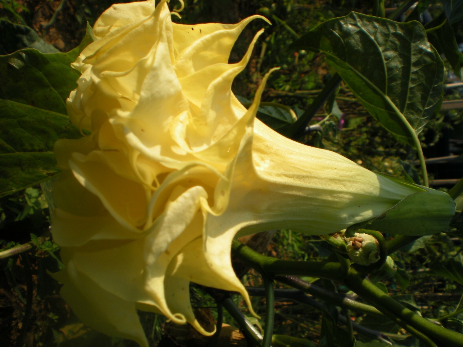 Ballerina Yellow Devil Trumpet -Datura 10 Seeds Double & Triple Flowers Comb S/H