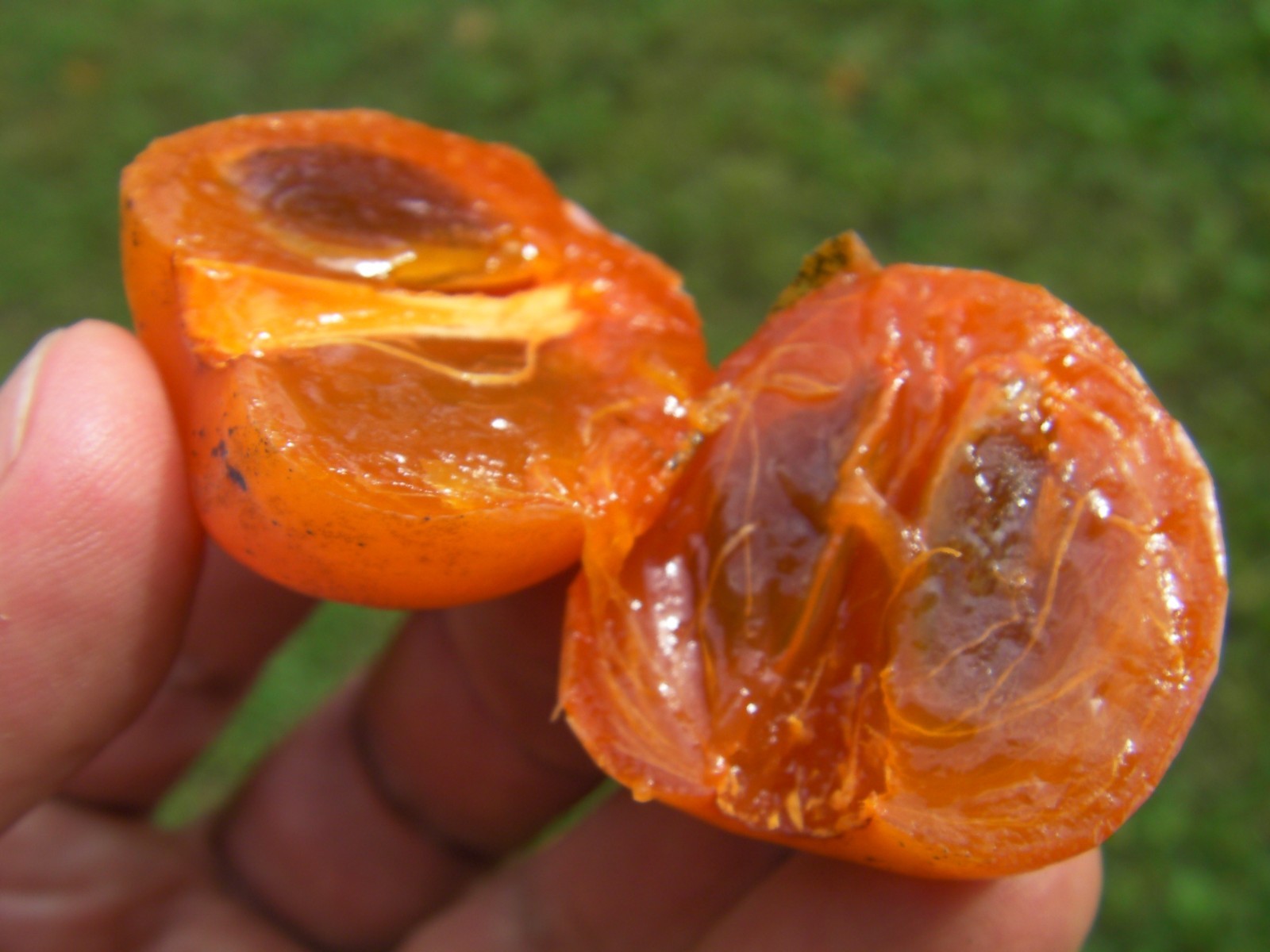 20 stratified seeds of American Persimmon