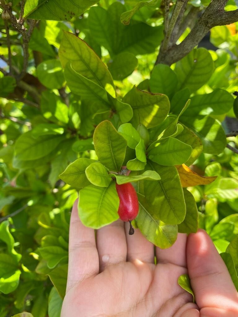 Miracle Fruit Plant Synsepalum dulcificum small seedling