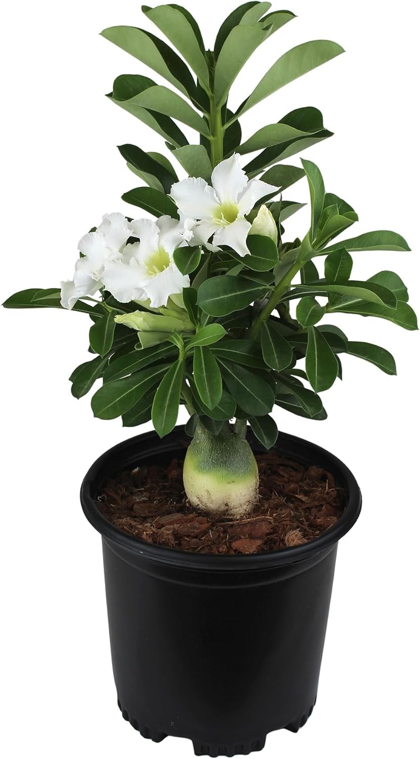 White Desert Rose Plant Live Succulent, 1 Gal Grower Pot, Adenium Desert Rose Pl