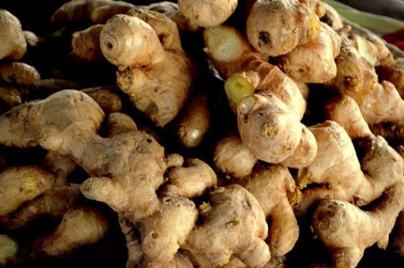 2 Culinary Ginger Plants 6-12″ Rooted Edible Ginger Organically Grown