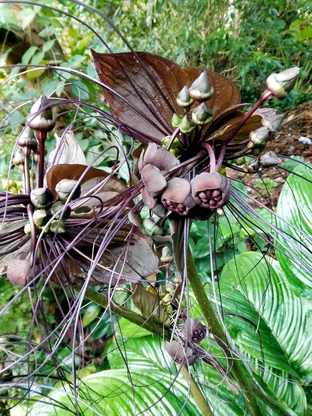 Black Bat Orchid Flower Seeds (Tacca chantrieri) RARE Tropical Garden Houseplant