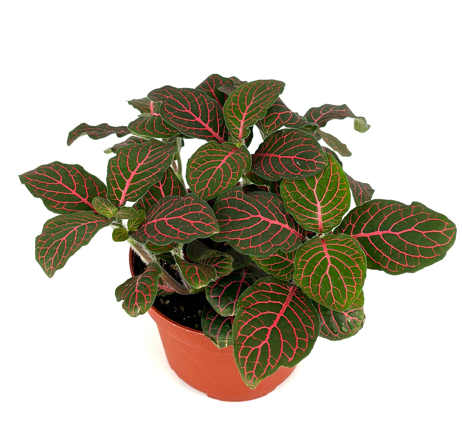 Red Nerve Plant Fittonia Live Potted House Plants Air Purifying