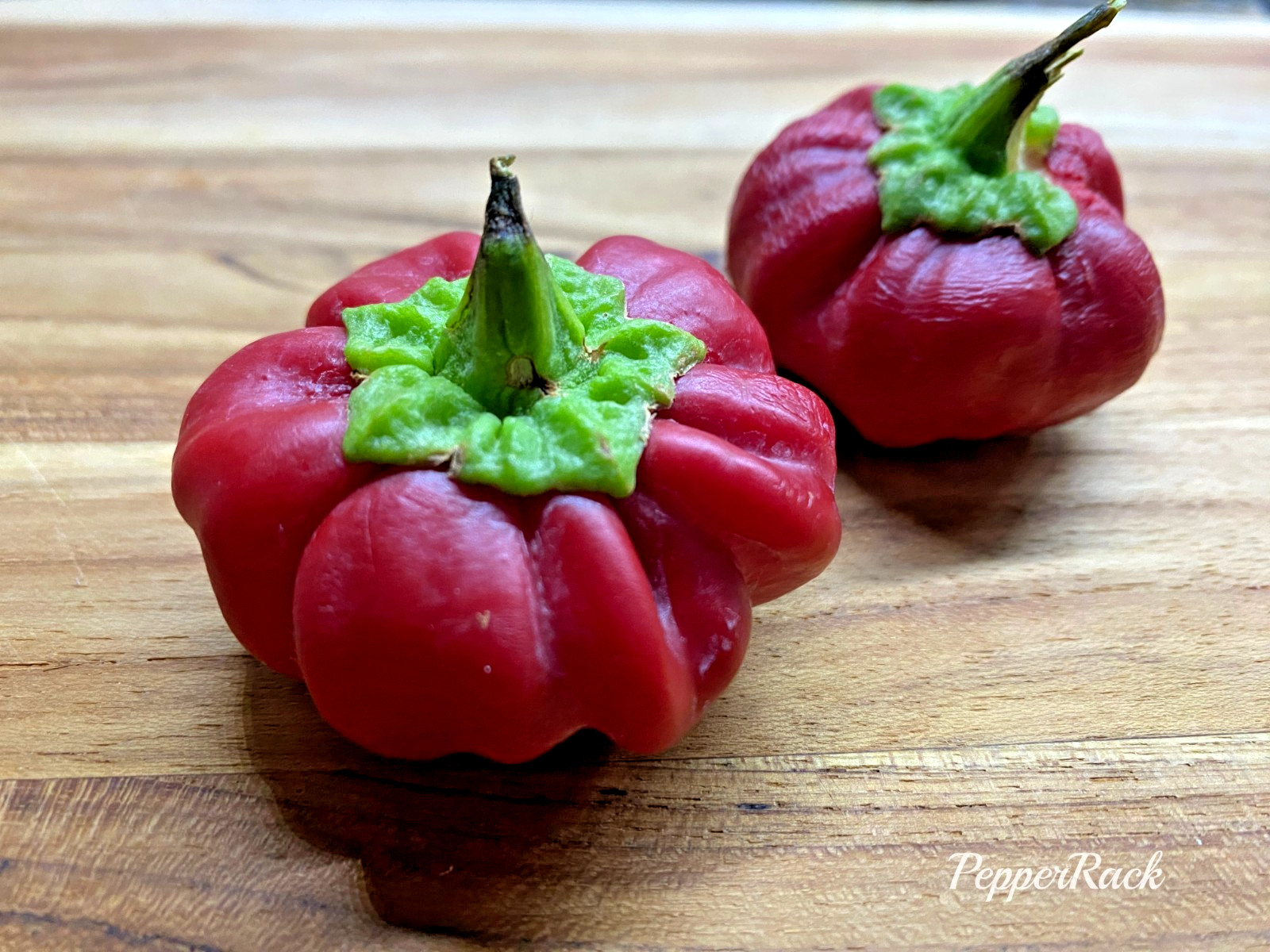 RARE✿ NEW! Italian Heirloom Ralph Thomson’s Squash Hot Pepper 15+ Seeds