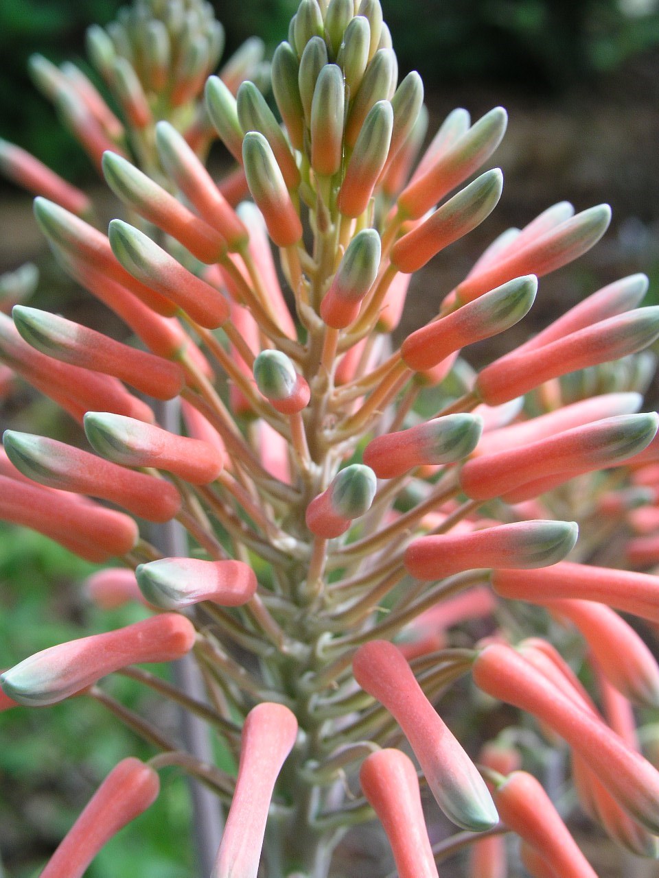 Aloe Saponaria, repeat bloomer, small size,hardy 7B-10