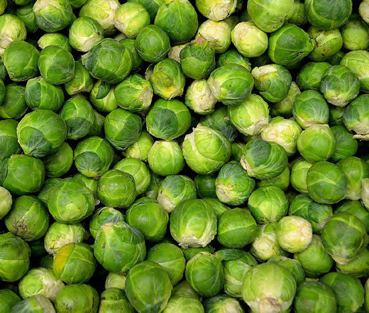 BRUSSEL SPROUTS LONG ISLAND Brassica Oleracea – 1,000 Bulk Seeds