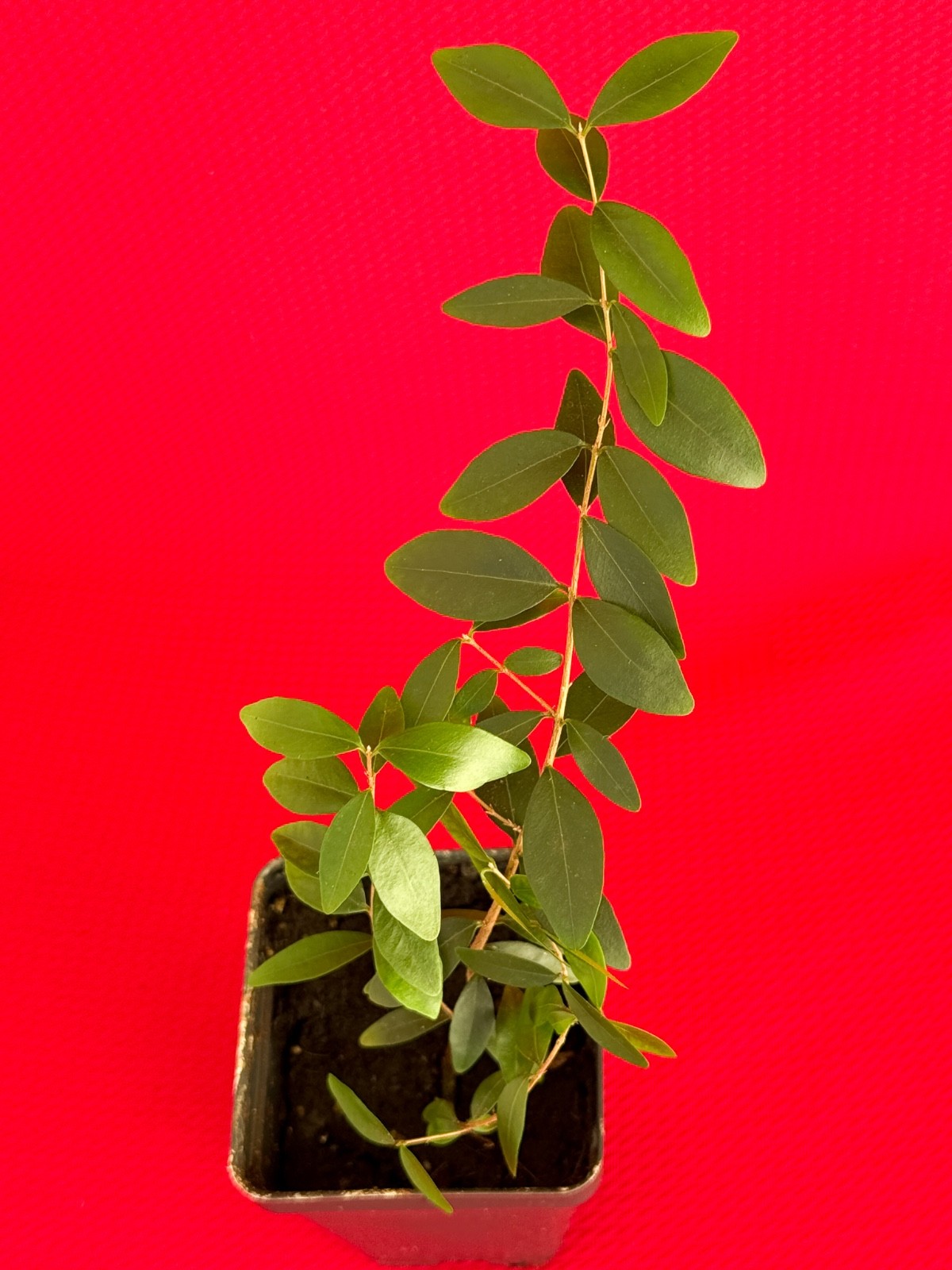 Eugenia Repanda Pitanga cherry jambo Red Fruit Tropical Tree Plant Potted RARE