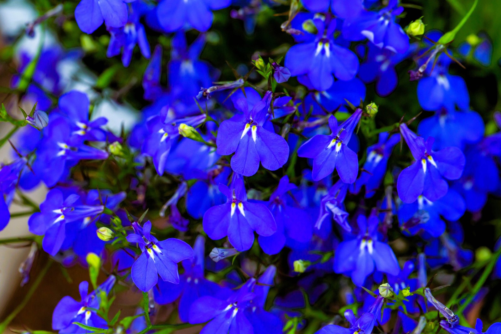 200 Electric Blue LOBELIA MONSOON Flower Seeds *Flat Shipping