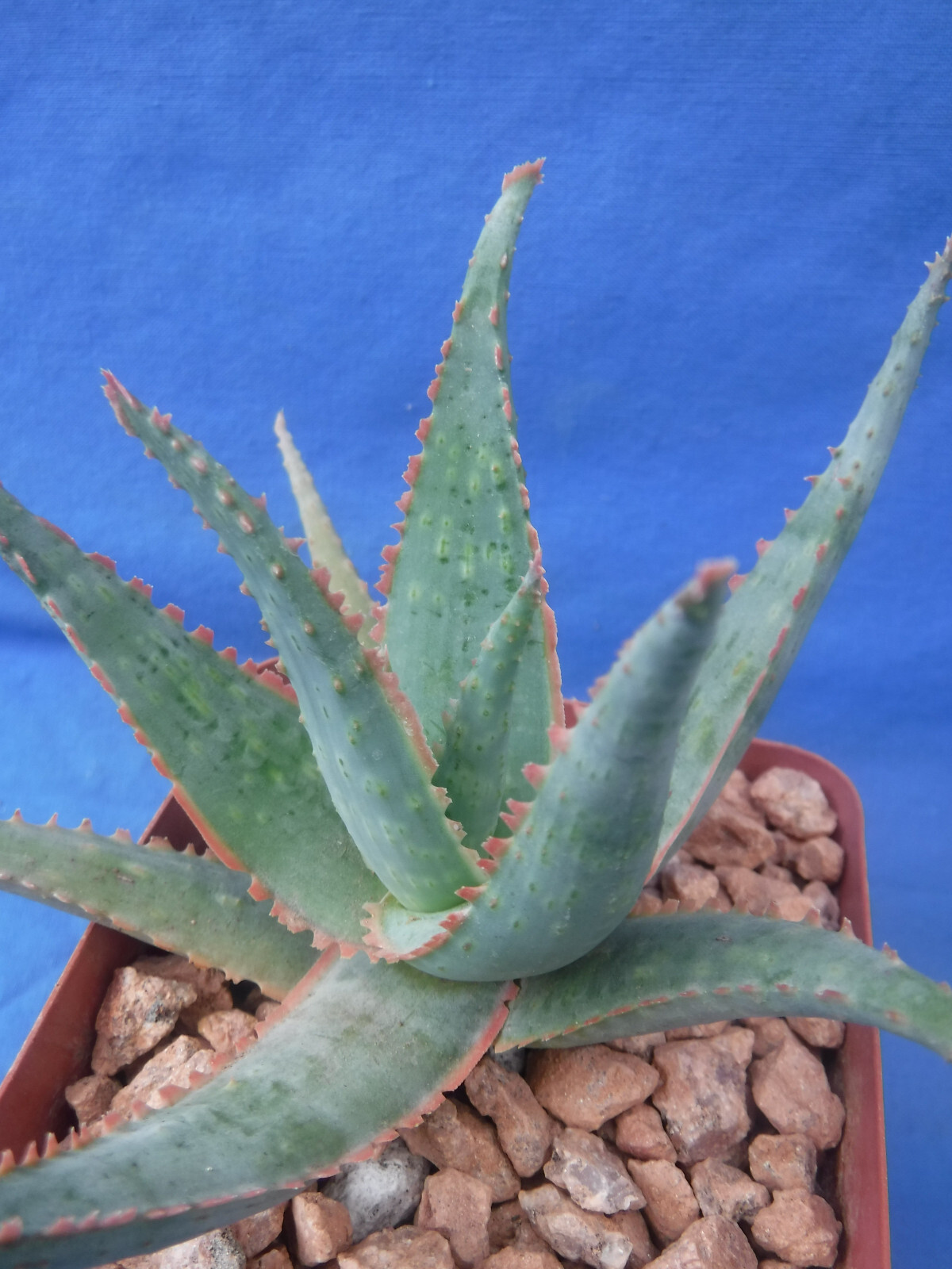 Aloe Hybrid KG “Dental Work” Great Colors/Texture Succulent 3″ to 4″ Wide 3″ Pot