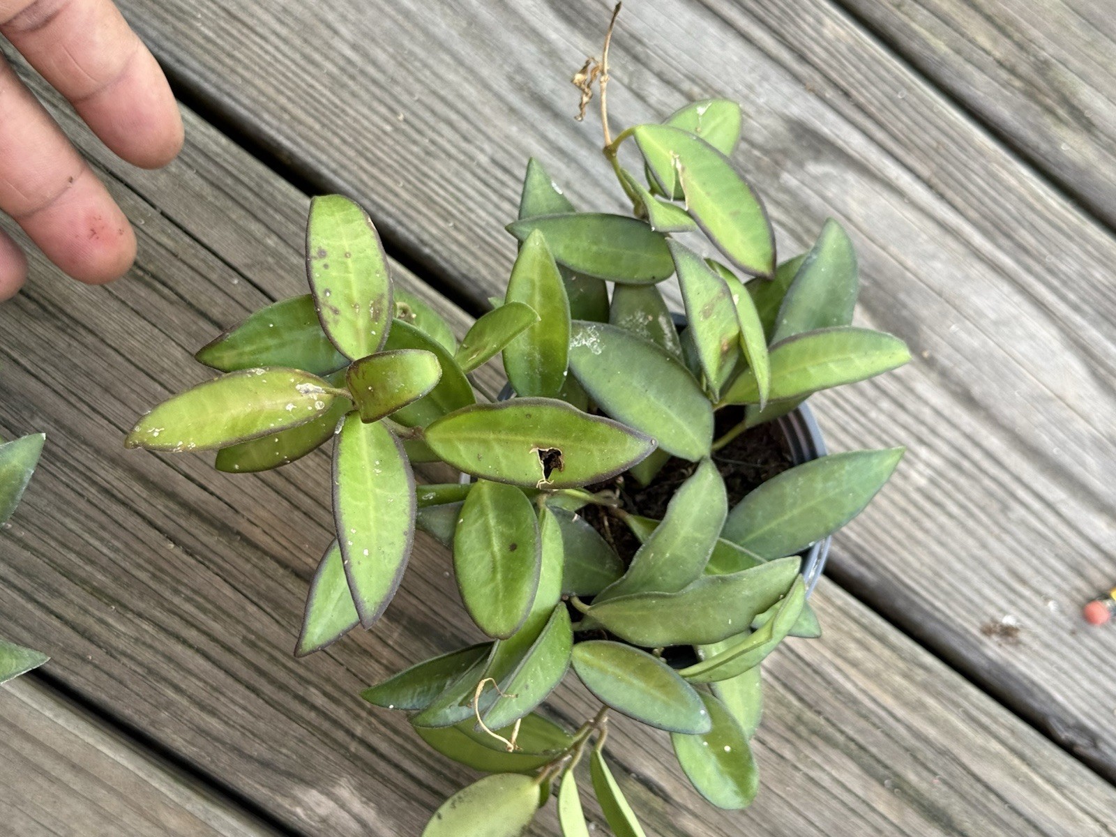 Hoya Rosita, 4 inch, Rare Hybrid of Hoya wayetii x tsangii