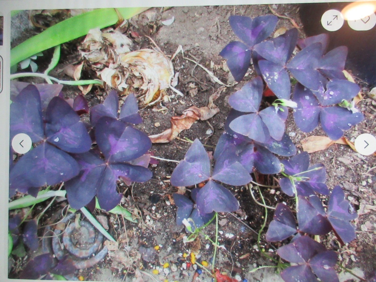 Oxalis Collection 20 ML Bulbs 4 varieties not labeled