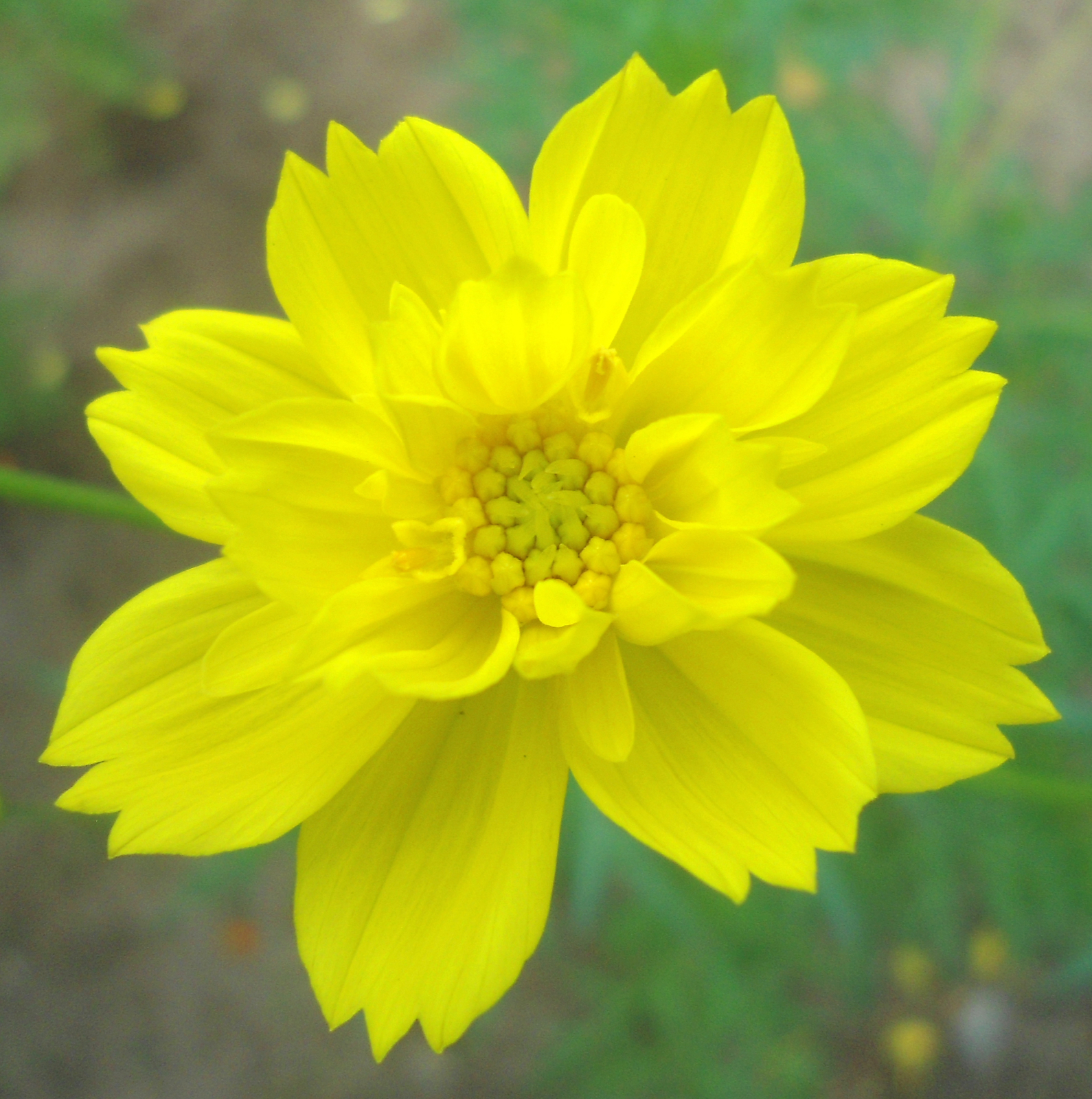 2,000 COSMOS SULPHUREUS Seeds (Yellow Sulphur Cosmos) | NON-GMO | Free shipping
