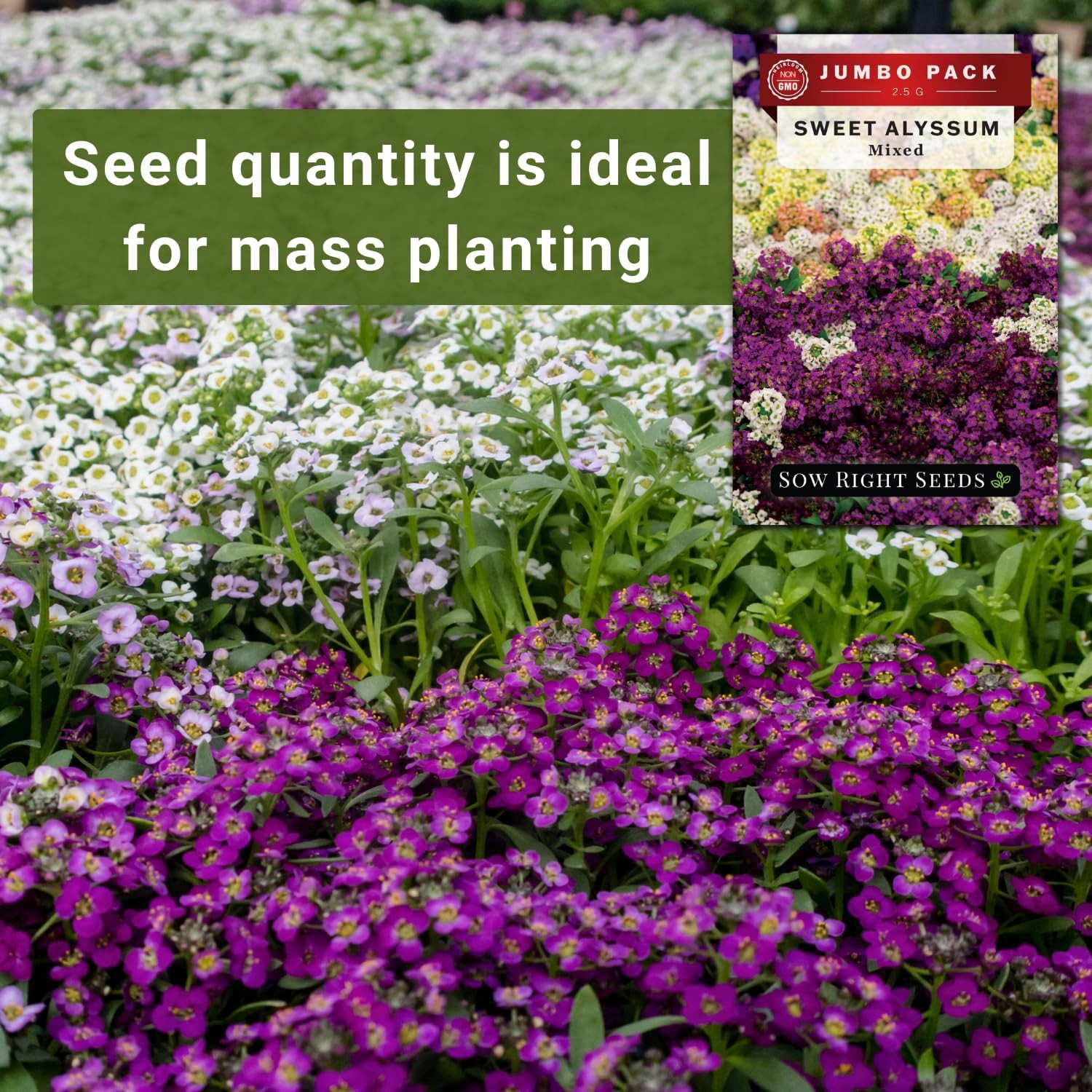 Bulk Sweet Alyssum Mix Seeds for Planting NonGMO Heirloom Jumbo Pack Annua…