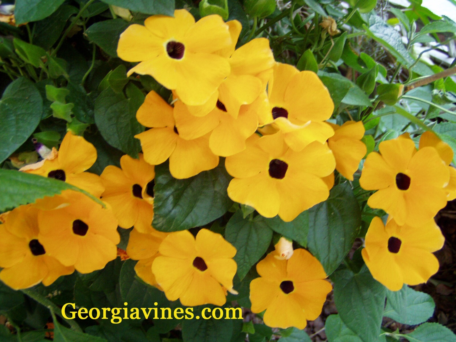 Thunbergia alata Black Eyed Susan Vine 10 seeds