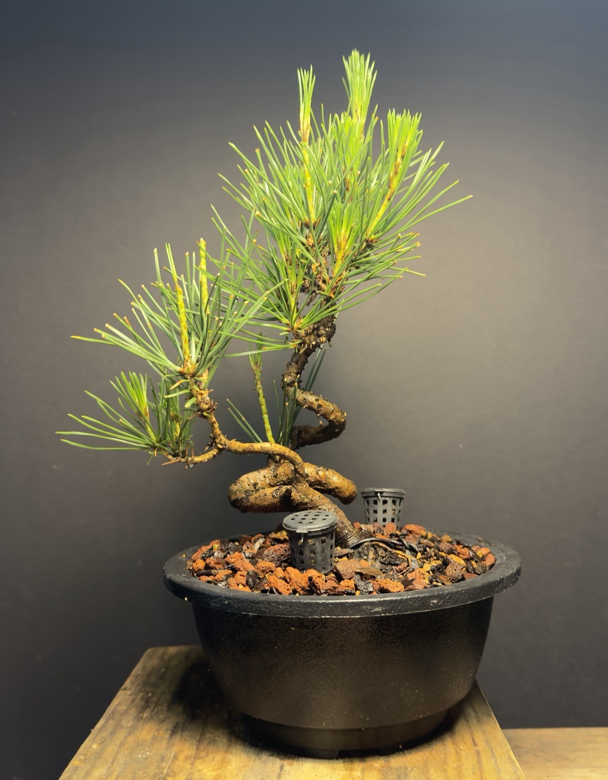 Bonsai Tree Japanese Black Pine Trained “Dragon” Style 11” Tall Plastic Grow Pot