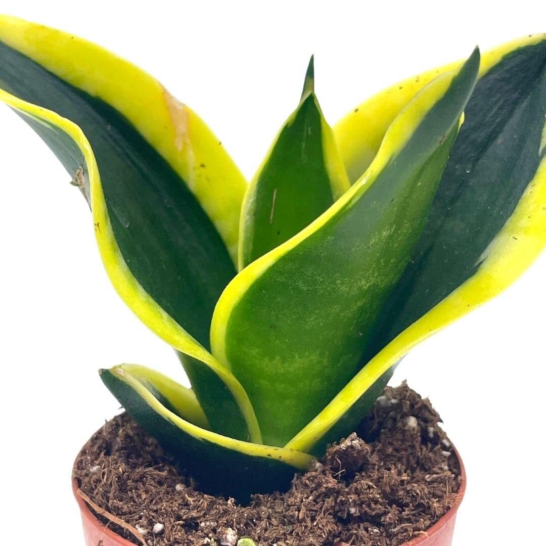 Black Gold Snakeplant, Green and Yellow Snake Plant, Variegated Sansevieria trif