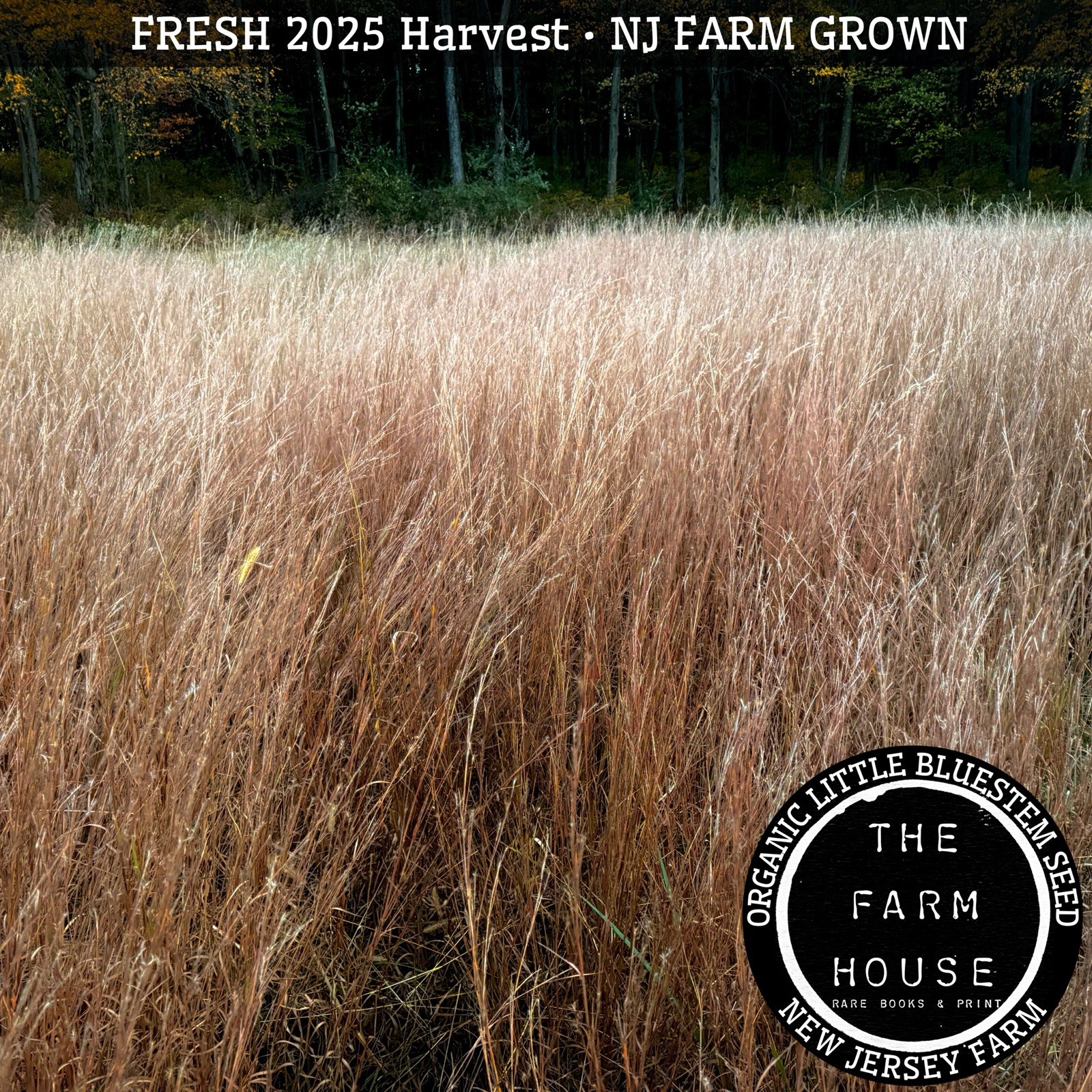 250 Little Bluestem (Schizachyrium scoparium) HAND HARVESTED & ORGANIC SEED